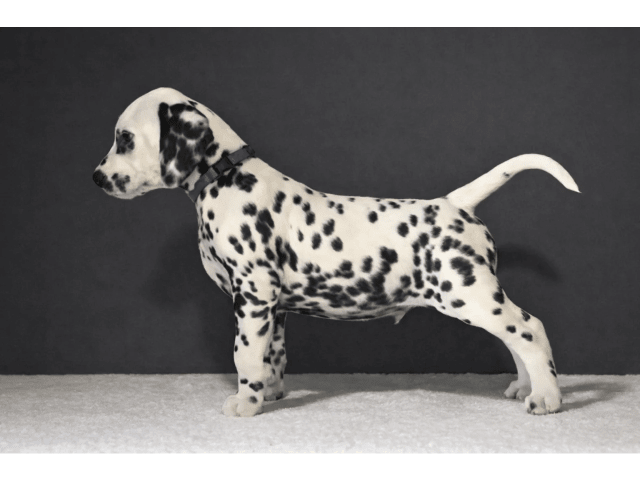 Dalmatian