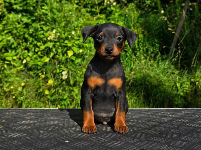 Miniature Pinscher