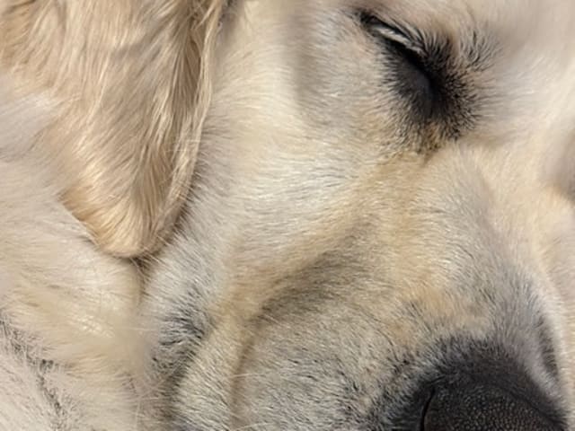 Golden retriever