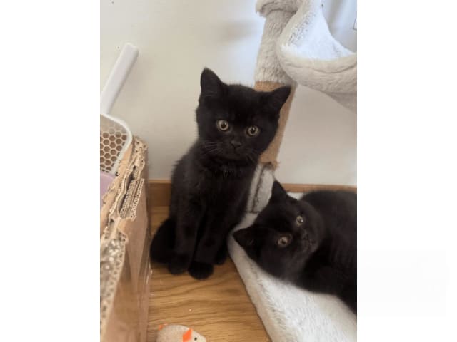 British Shorthair · Skövde · SE*Britessa
