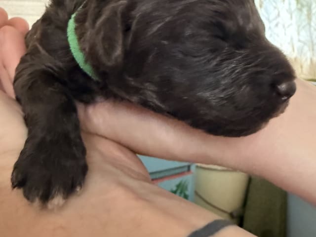 Lagotto romagnolo