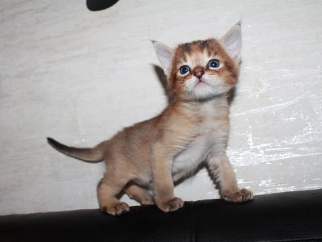 Exotic Shorthair