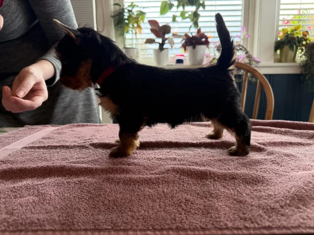 Silky terrier · Tynset · Kennel Showsilk
