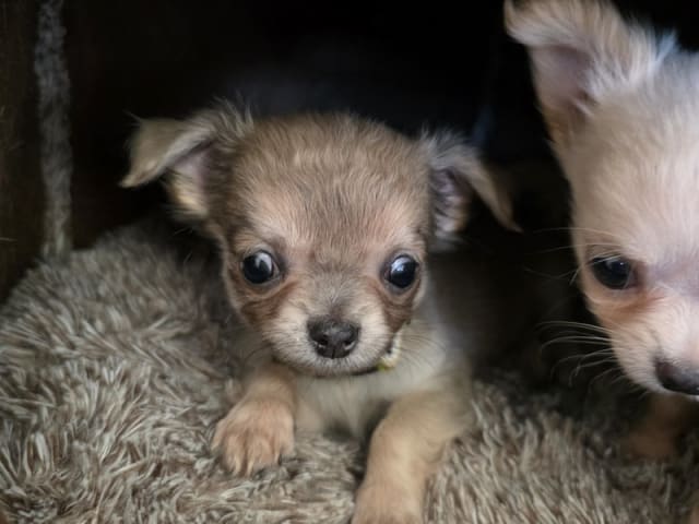 Chihuahua · København Nv · Tikus