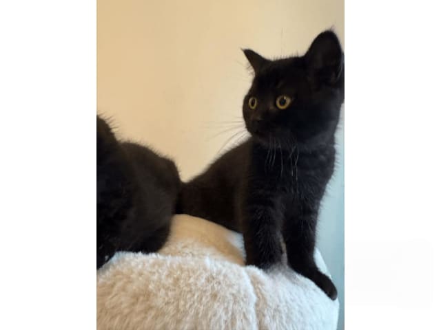 British Shorthair · Skövde · SE*Britessa