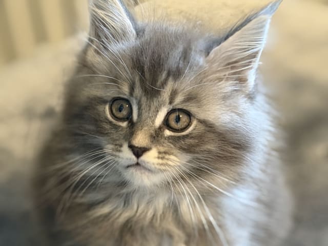 Maine Coon