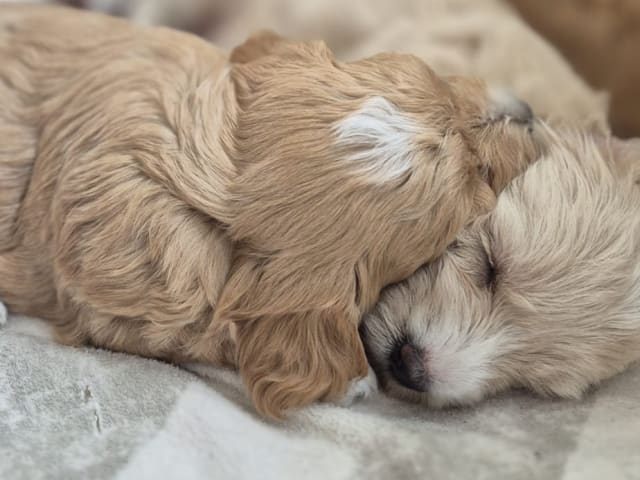 Maltipoo
