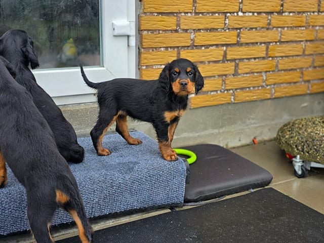 Gordon setter