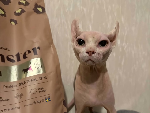 Sphynx · Tumba · Samuel P.
