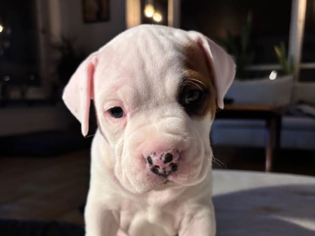 American Staffordshire Terrier · Köping · Hannah Östensson Lindqvist