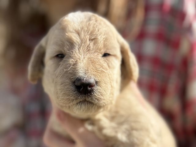 Labradoodle