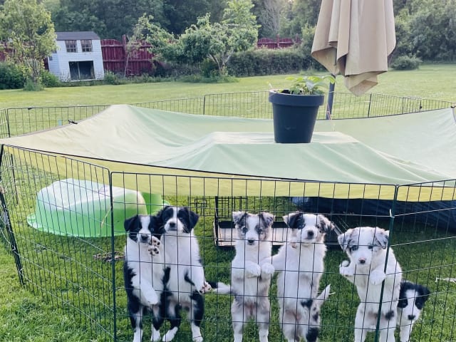 Border Collie