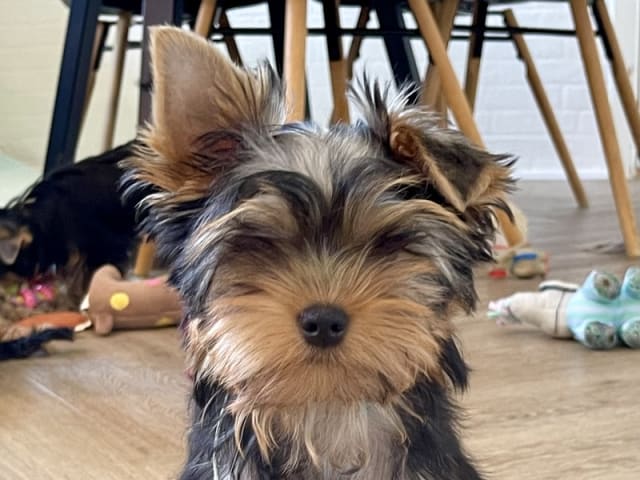 Yorkshire Terrier · Føvling · Guldal´s Danske