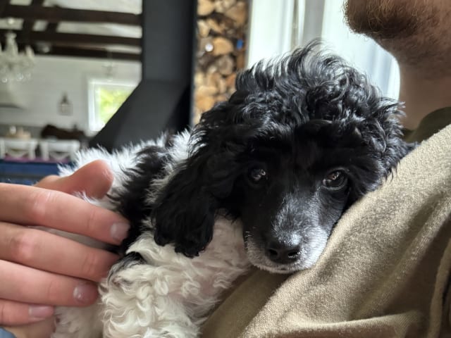 Miniature Poodle