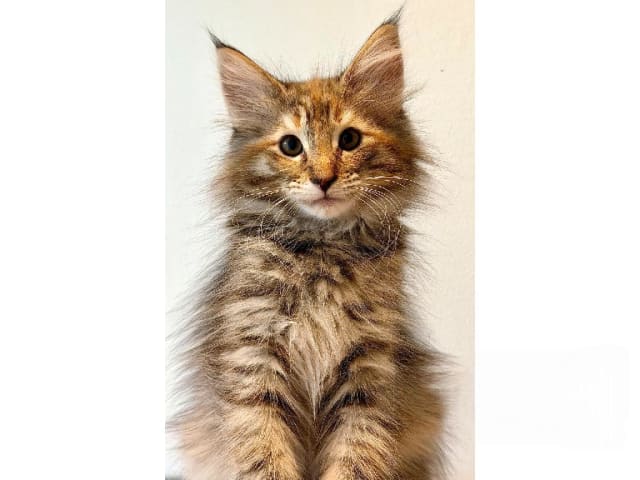 Norwegian Forest · Trelleborg · S*Livsnjutarna's