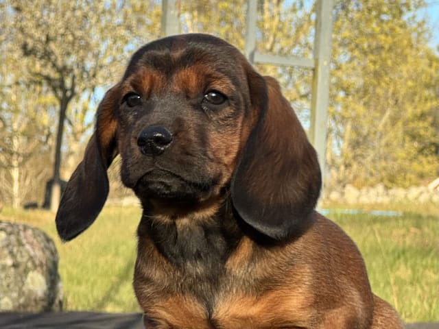 Alpine Dachsbracke