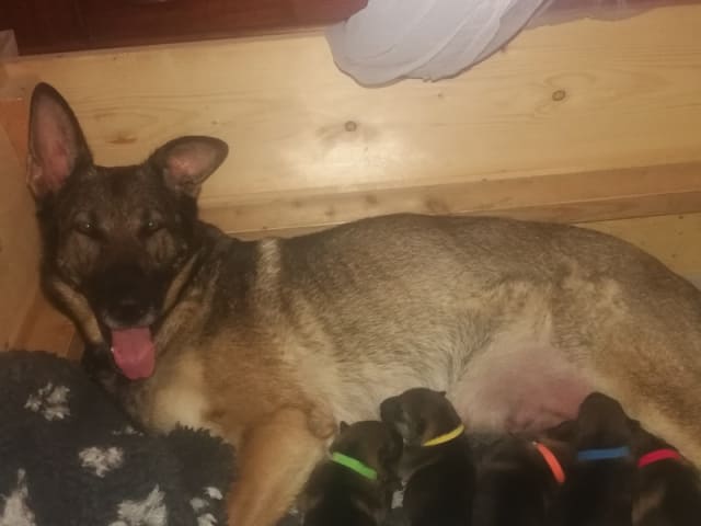 Tysk Schäferhund · Gjerlev J · Annette Dorit Nielsen