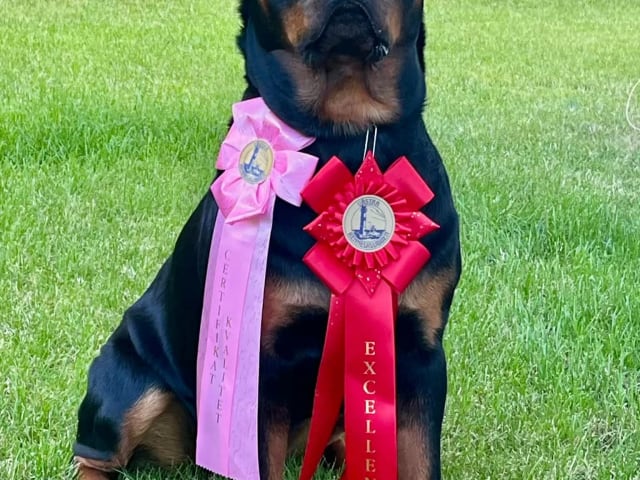 Rottweiler · Olofstorp · Levarotto's kennel