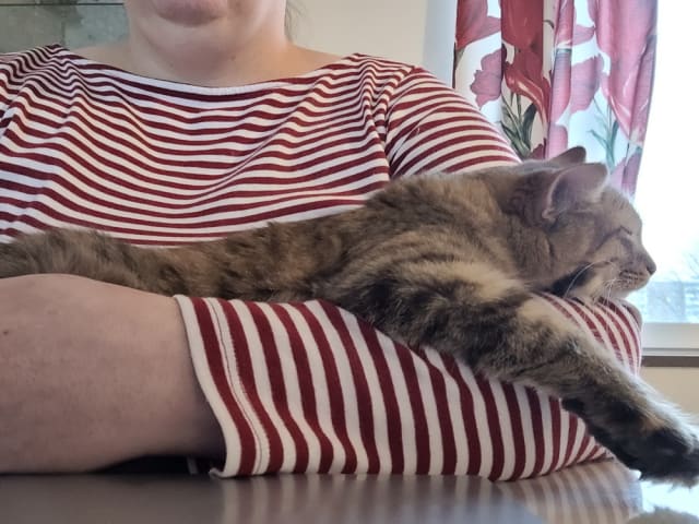 Maine Coon · Västra Frölunda · Dagdrivarn