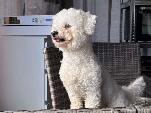 Bichon Frise