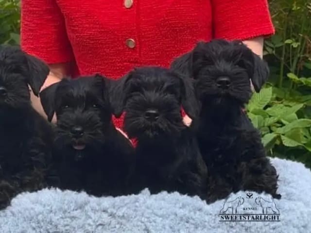 Dværgschnauzer