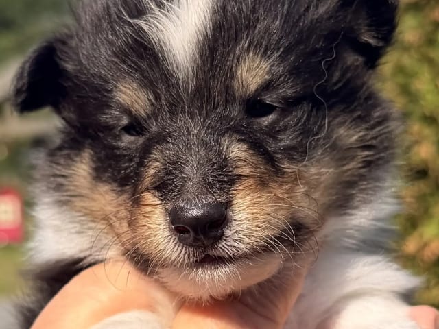 Shetland sheepdog
