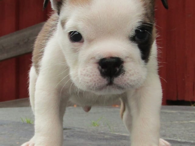 Engelsk bulldog · Rånäs · Maxibull