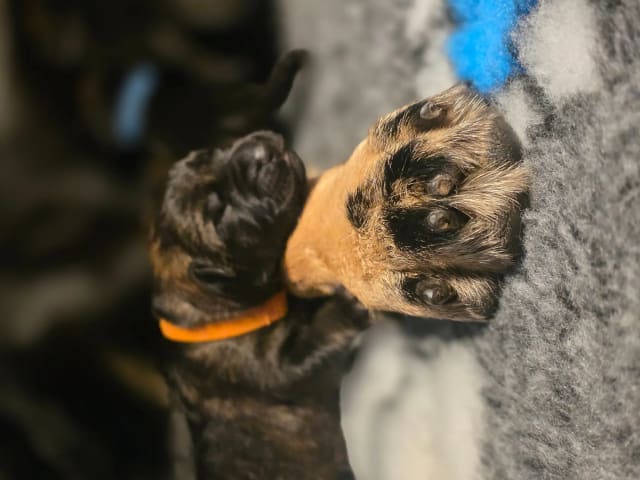 German Shepherd Dog · Saksvik · Hundhamaren
