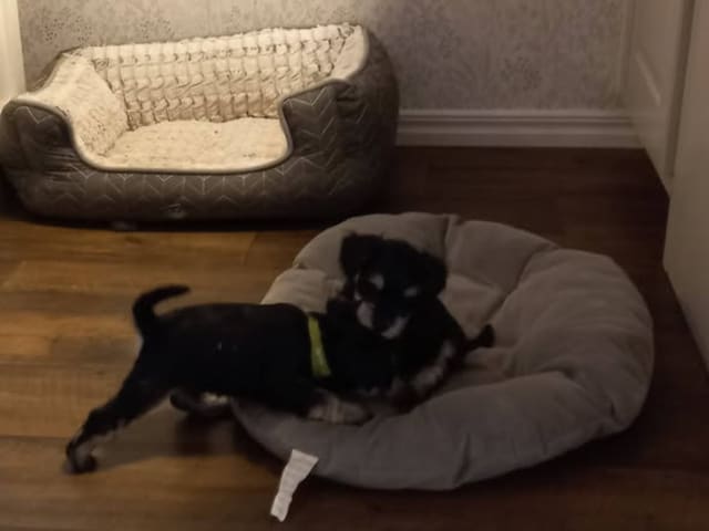 Miniature Schnauzer