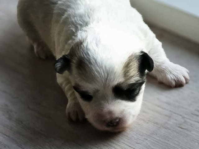 Coton de Tulear · Aalborg · Kystvejens Coton og Xolo