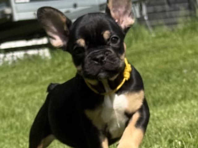French Bulldog