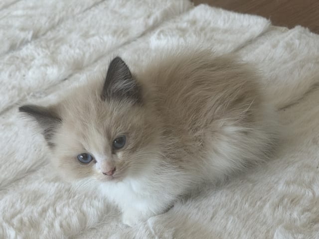 Ragdoll
