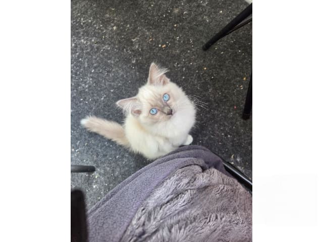 Ragdoll · Vårby · SE*Ragsu's