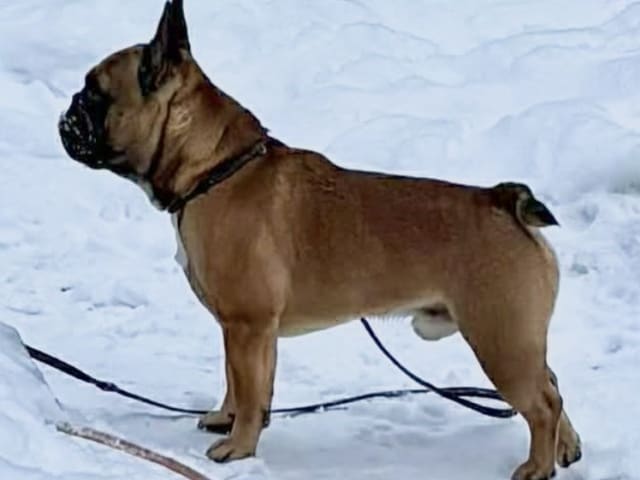 Fransk bulldogg · östervåla · Dexline's