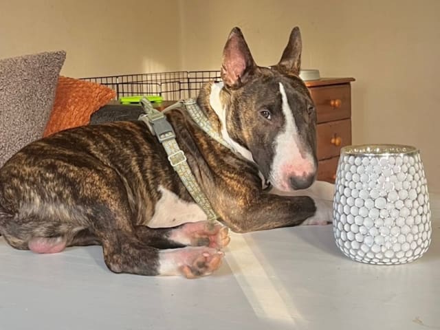 Miniature Bull Terrier