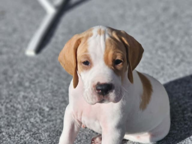Pointer