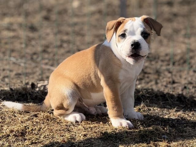 Continental Bulldog