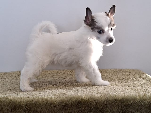 Chinese Crested Dog