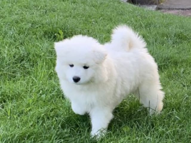 Samoyed