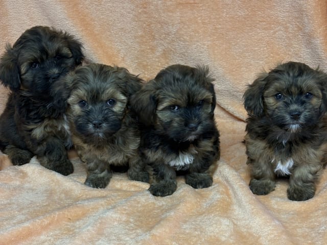 Berrys Kennel & Beko
