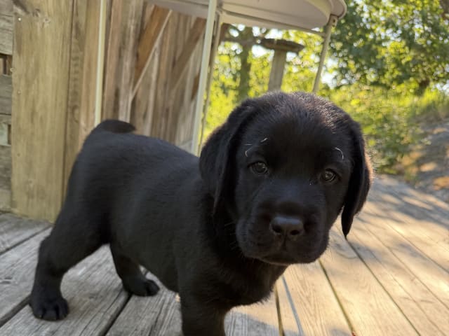 Labrador Retriever