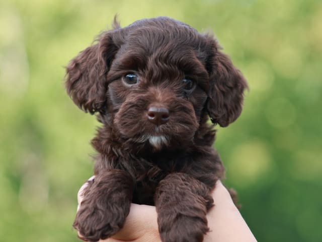 Bernedoodle