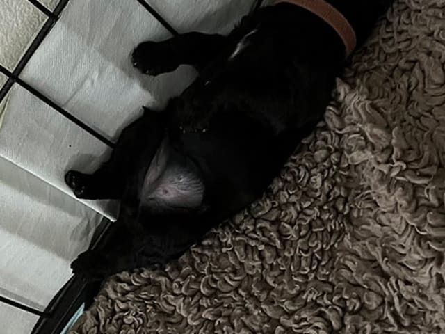 Pudel, stor