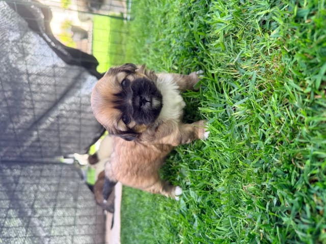Tibetansk spaniel · Skien · Signe Cecilie Funnemark