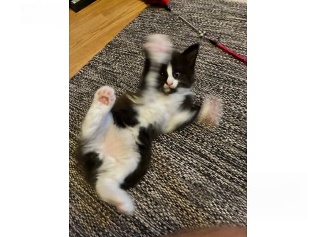 Norsk skogkatt · Enköping · Lodahlshjem