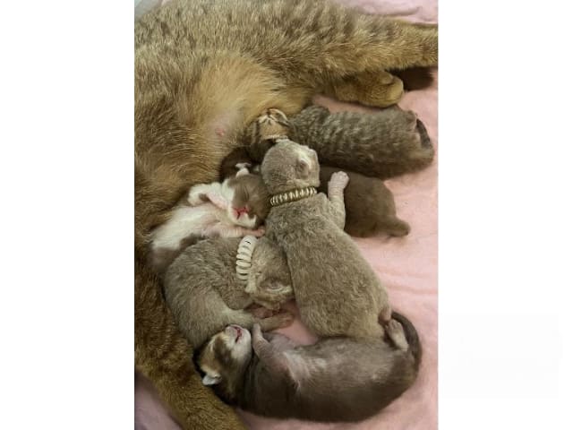 British Shorthair · Färjestaden · SE*Forsberg's