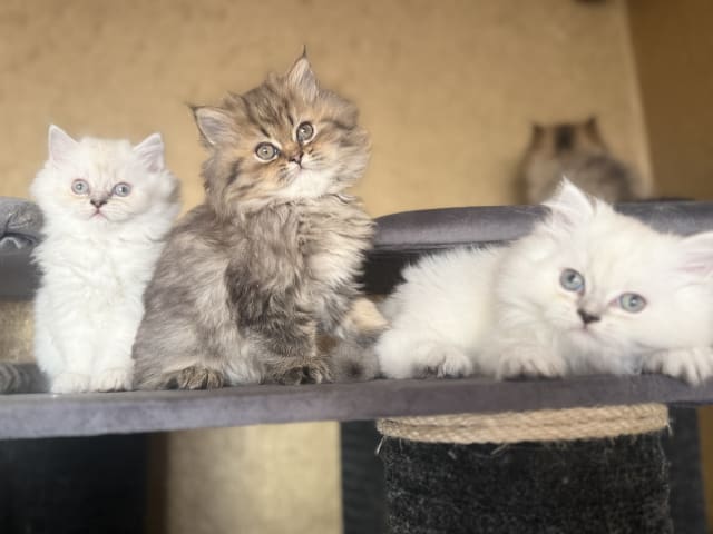 British Longhair