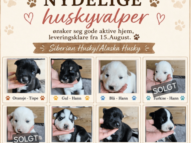 Siberian Husky/Alaska Husky · Kolbu · Bjerkehagen Husky