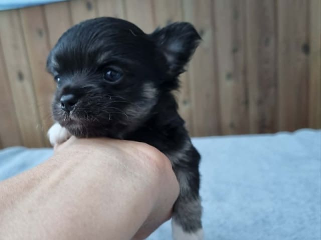 Chihuahua · Hjørring · All Unique