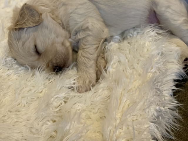American Bernedoodle - Bernedoodle  /  Labradoodle · Hallstahammar · Smillas doodlar
